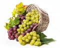 Bunches of white and pink grapes Royalty Free Stock Photo